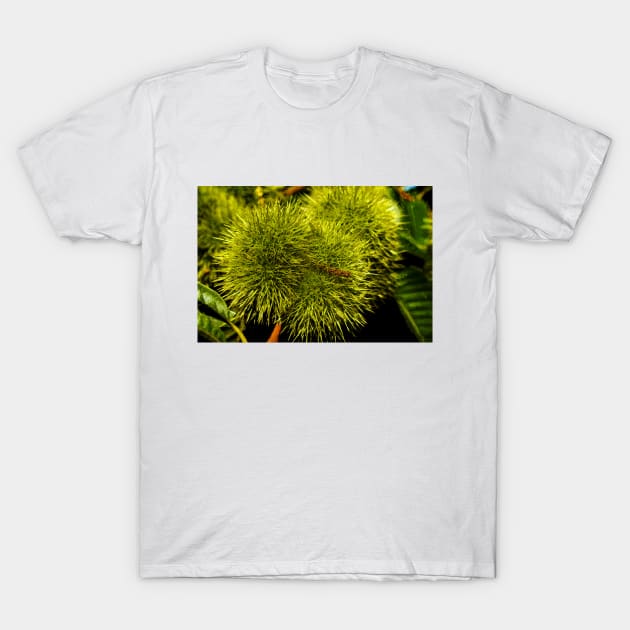 Chestnut Hedgehogs T-Shirt by mavicfe